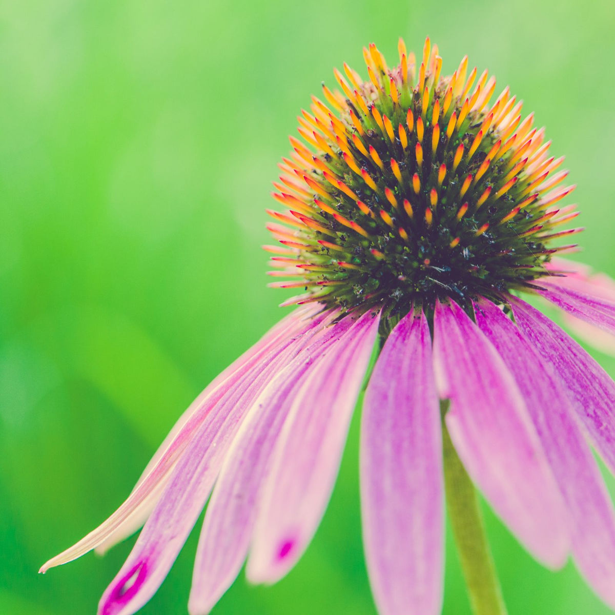 Violetter Sonnenhut, auch Echinacea genannt